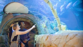 couple in ocean tunnel with fish